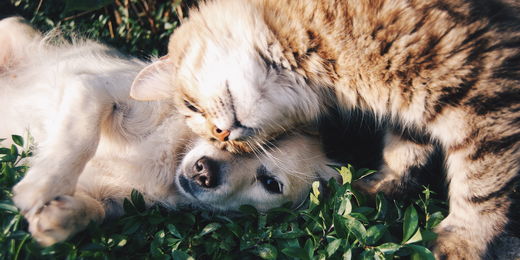 Hund und Katze liegen im Gras