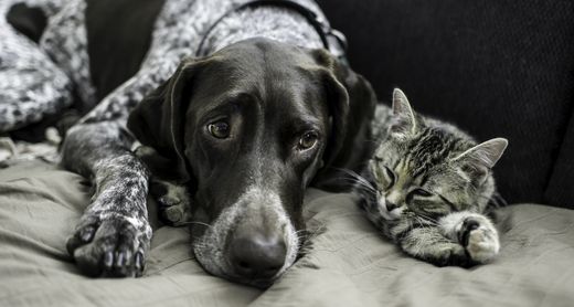 Hund und Katze liegen am Sofa 