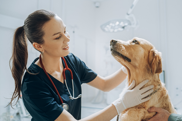 Die Tierärztin untersucht einen Hund in ihrer Ordination für einen Gesundheitscheck vor dem geplanten Urlaub.