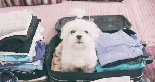 Hund sitzt im gepackten Koffer