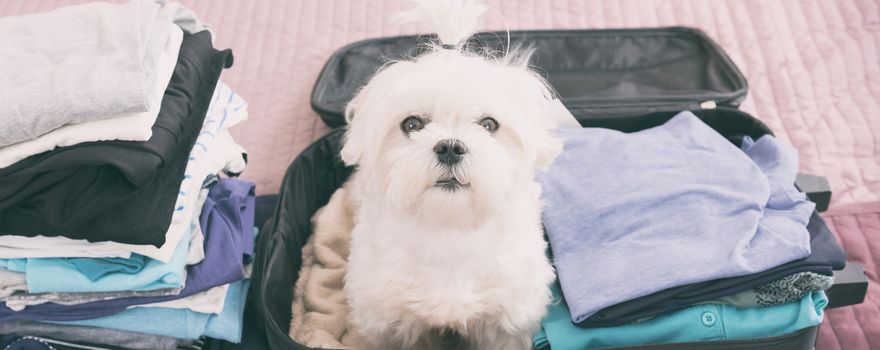 Hund sitzt im gepackten Koffer